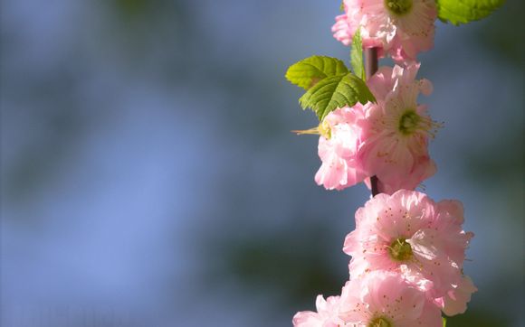 朱雀企业优选a和c的区别 朱雀企业优选a在哪家银行买